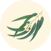 EUCALYPTUS