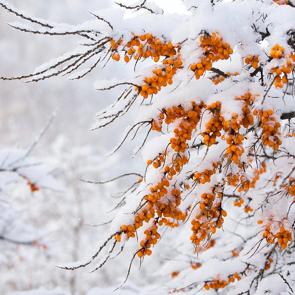 snoesea-buckthorn-at-winter-jaak-nilson.jpg__PID:f6909e2d-467f-46a7-8742-b92223948842